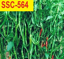 Manufacturers Exporters and Wholesale Suppliers of Green Chilli Seed Ahmednagar Maharashtra